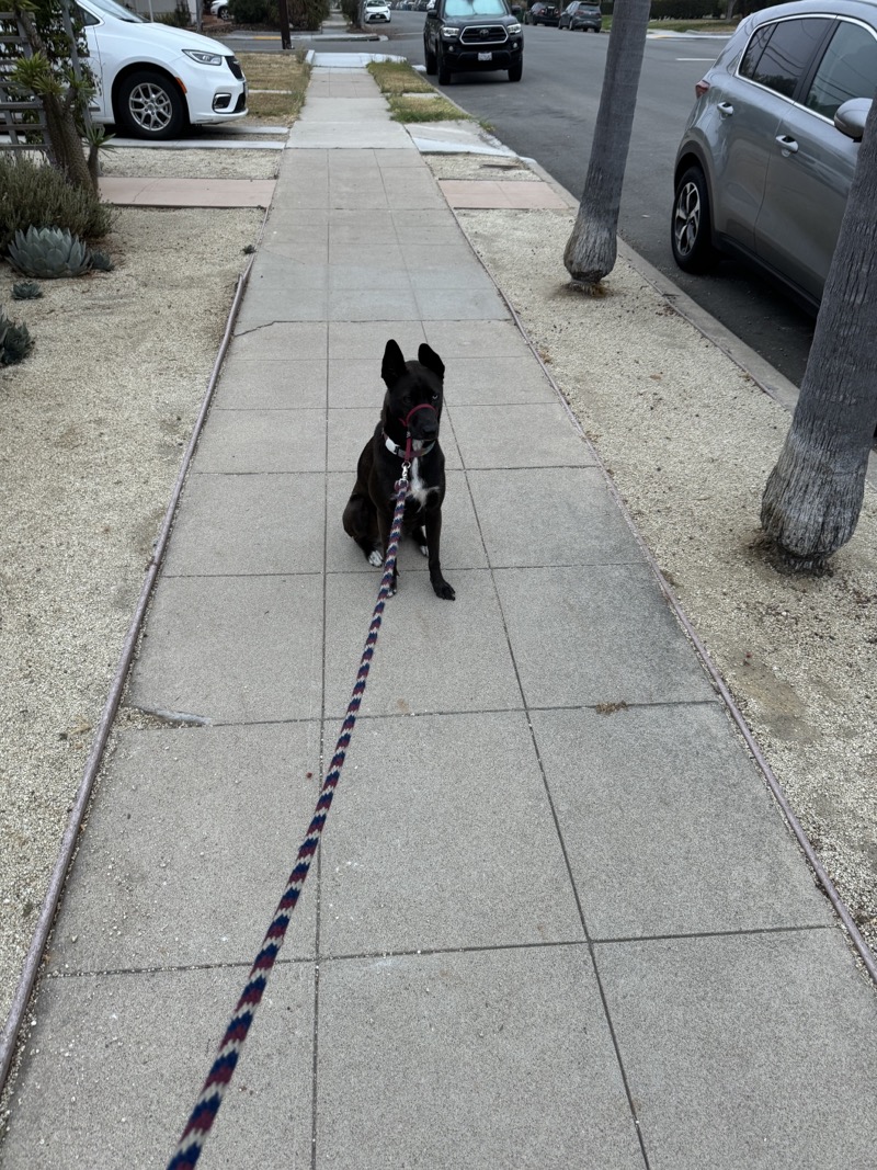 A picture of a black dog named Bowie sitting, taken on July 11 2024 at 6:17 am